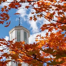 Fall tree with colorful leaves